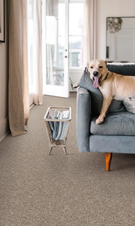 Shaw You Got This III &mdash; Pet Perfect &middot; ANSO Nylon &mdash; spill-proof, textured, flagship pet-friendly carpet.