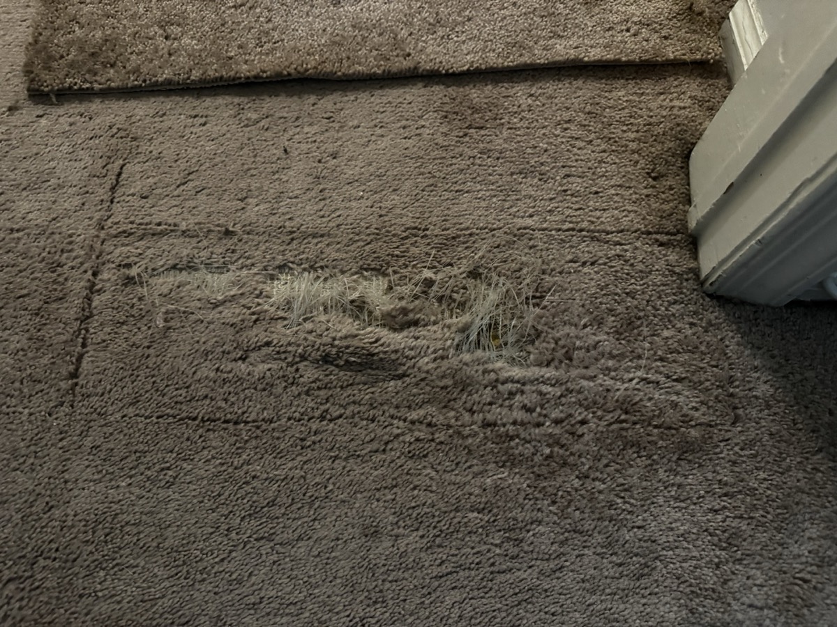 Shredded carpet fibers from cat damage, exposing the backing