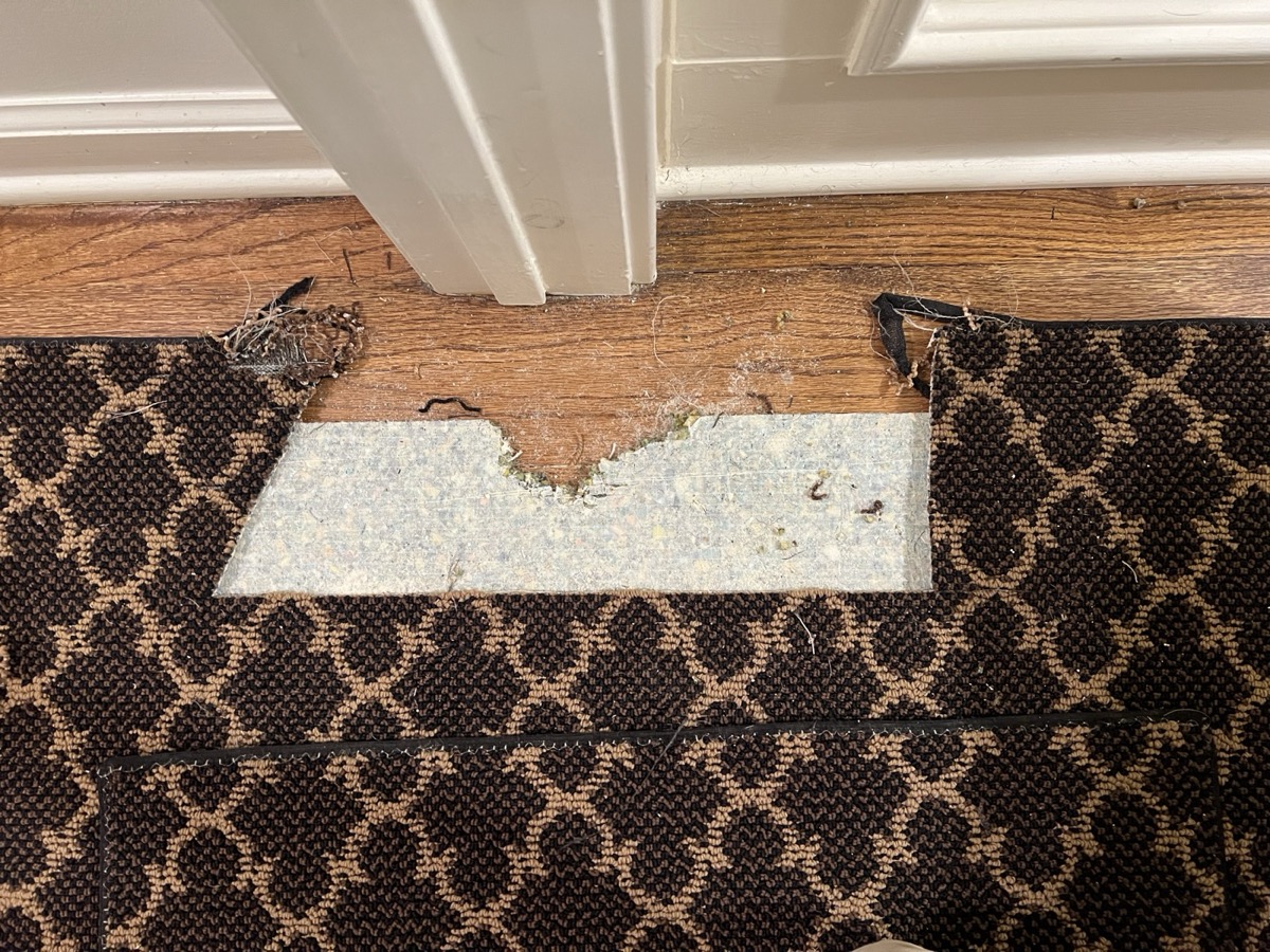 Binding pulled back exposing the subfloor beneath the damaged edge