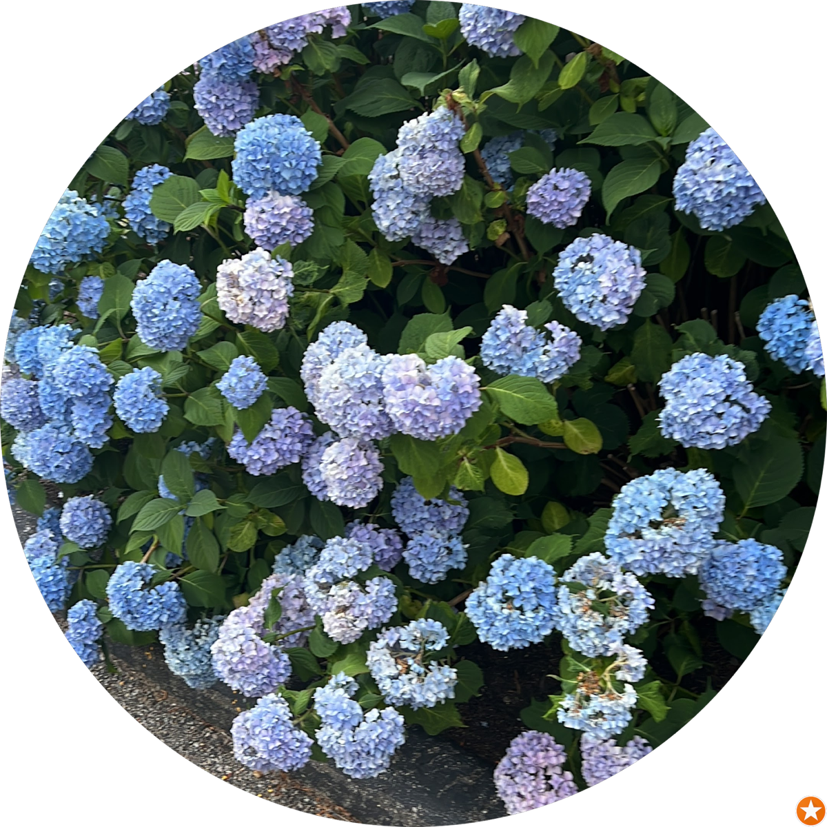 Carpet installation NJ customer review &mdash; 5-star from Heather Griffith of Berkeley Heights, NJ &mdash; My Way Carpet Floors & More